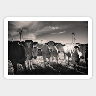 Carnsore Point Cows Sticker